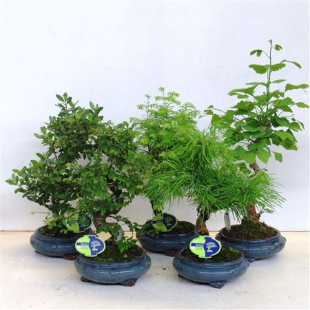 Bonsai Mix Outdoor, Without