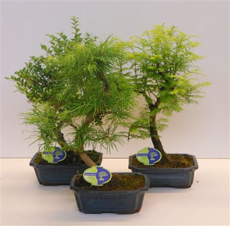 Bonsai Mix Outdoor