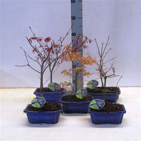 Bonsai Acer Mix 20 , 3 Species, Without Driptray