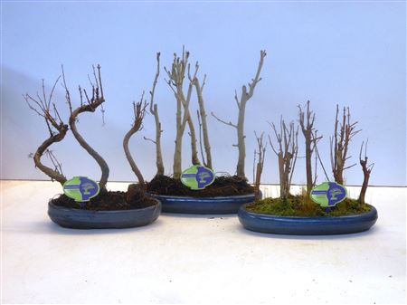 Bonsai Mix Outdoor, Without