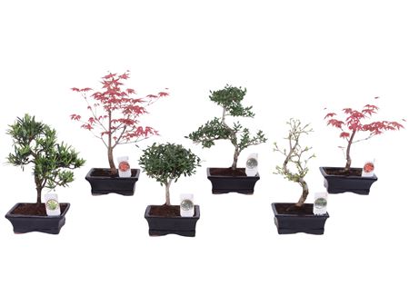 Bonsai Outdoor Mix