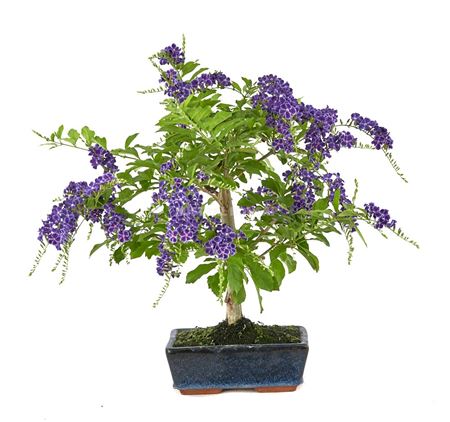 Bonsai Durantha Repens Ball