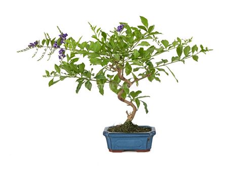 Bonsai Durantha Repens S-shape