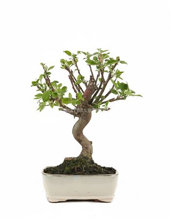 Bonsai Malus Sp. S-shape
