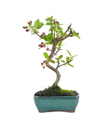 Bonsai Malus Sp. S-shape