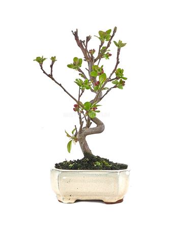 Bonsai Malus Sp. S-shape