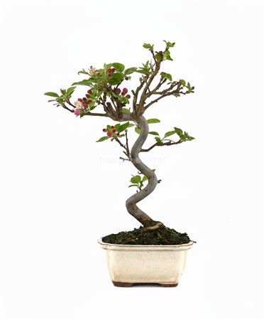 Bonsai Outdoor Malus Sp. Pz-erwiam S-shape