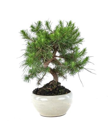 Bonsai Outdoor Pinus Halepensis Ball In S