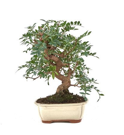 Bonsai Pistacia Lentiscus S-shape