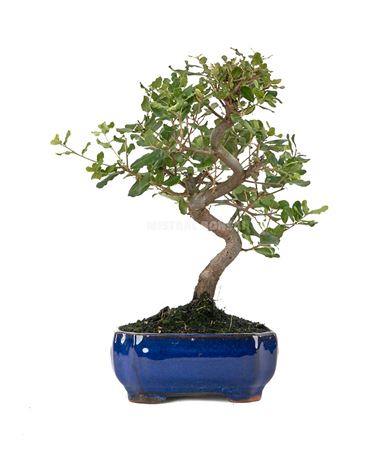 Bonsai Quercus Suber S-shape
