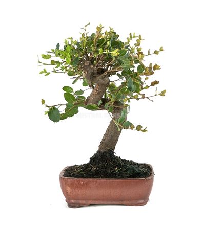 Bonsai Quercus Suber S-shape