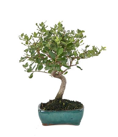 Bonsai Quercus Suber S-shape