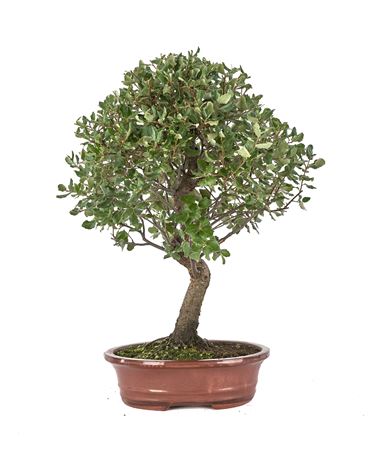 Bonsai Quercus Suber S-shape