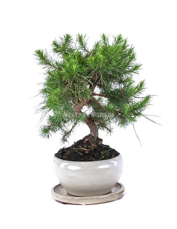 Bonsai Pinus Halepensis S-shape With Tray