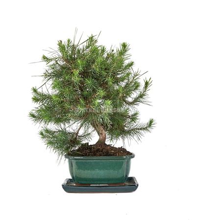 Bonsai Pinus Halepensis S-shape With Tray