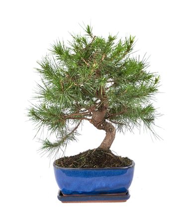 Bonsai Pinus Halepensis S-shape With Tray