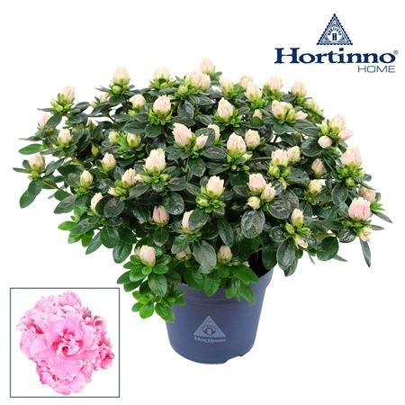 Azalea Hortinno Roos