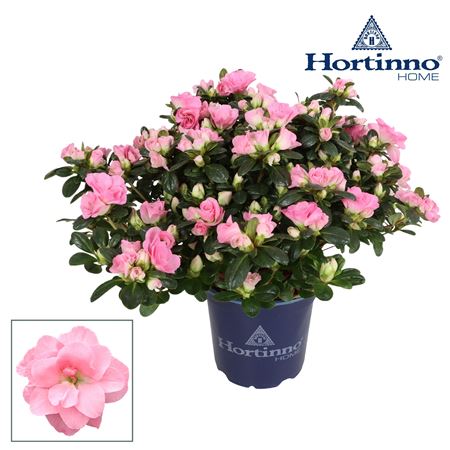 Azalea Hortinno Norabelle