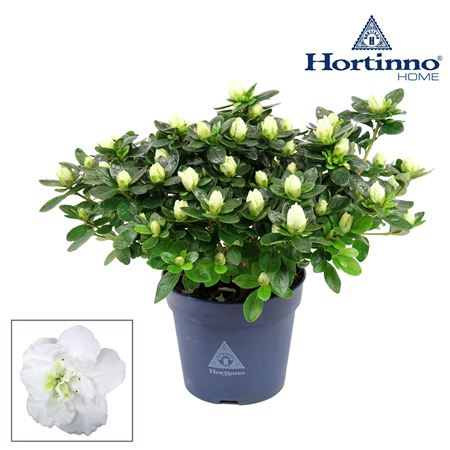 Azalea Hortinno Home White