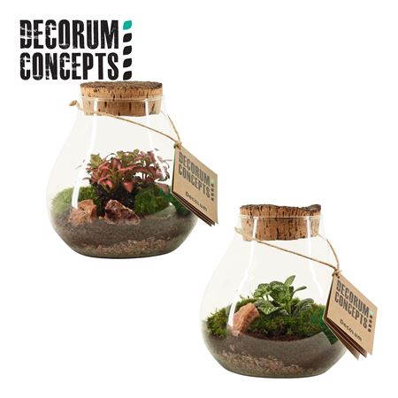 Terrarium Halley (decorum Concepts)