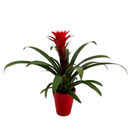 Guzmania Hope Ceramic