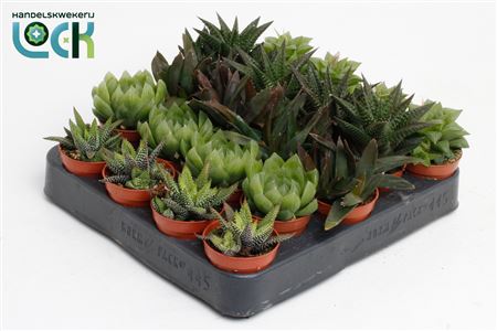Haworthia Mix