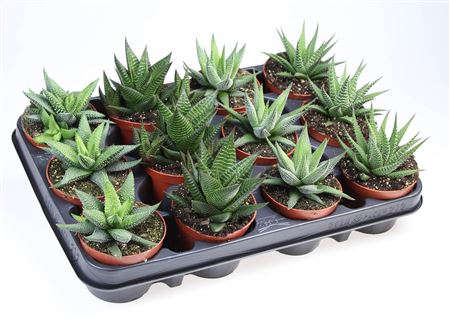 Haworthia Mix On Row