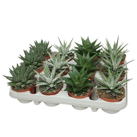 Haworthia De Luxe Mix