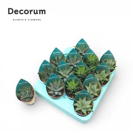Haworthia Mix (4spc.) (decorum) Decorum Potcover