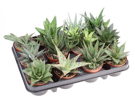 Aloe Haworthia Mix
