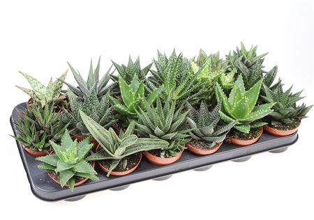 Aloe Haworthia Mix