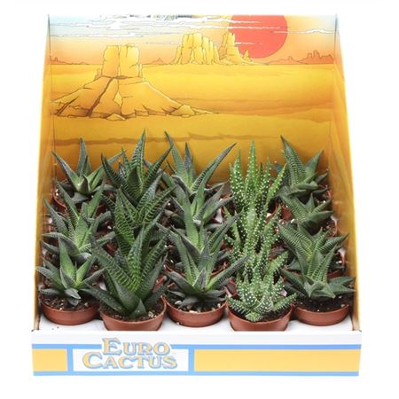 Aloe Mix