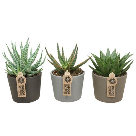 Aloe Haworthia Mix Keramic