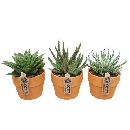 Aloe Haworthia Mix In Terracotta Kraagpot