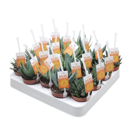 Aloe Haworthia Mix