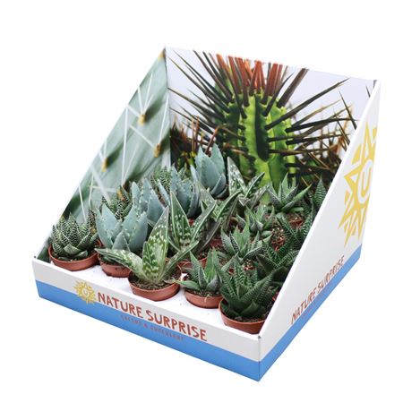 Aloe Haworthia Mix Showbox