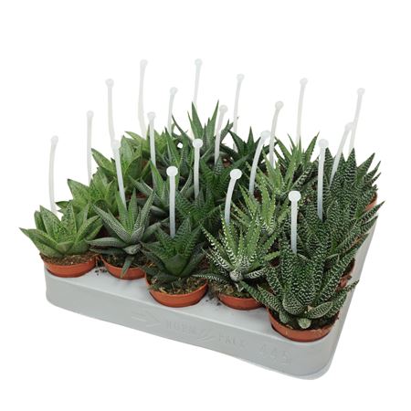 Aloe Haworthia Mix