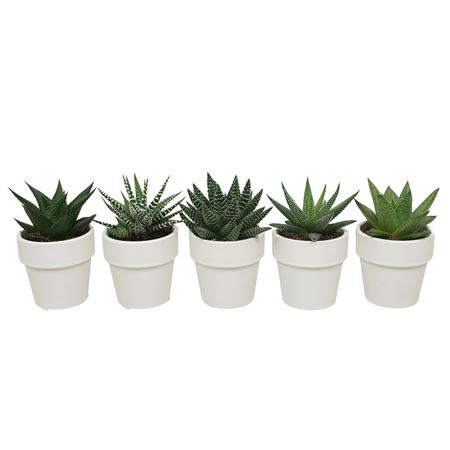 Aloe Haworthia Mix White Pot