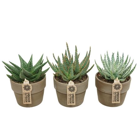 Aloe Haworthia Mix  Grey Cover