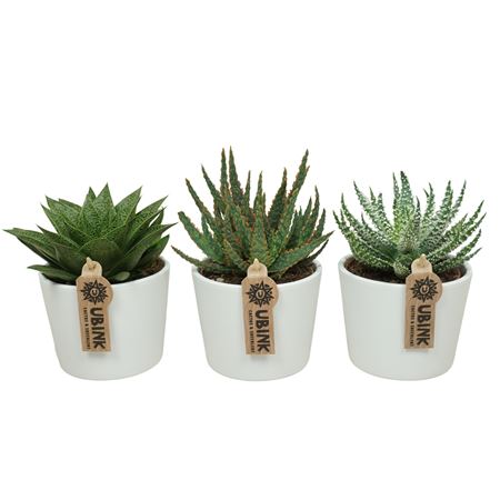 Aloe Haworthia Mix White Pot