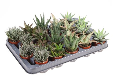 Aloe Haworthia Mix Xl