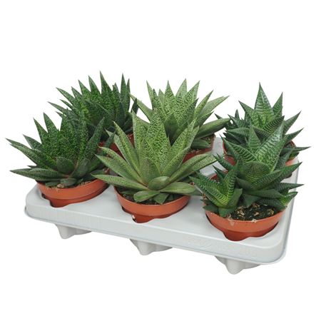 Haworthia/gasteria Mix