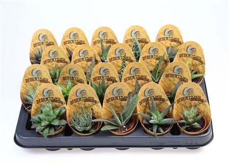 Aloe Mix Potcover Desert Plants