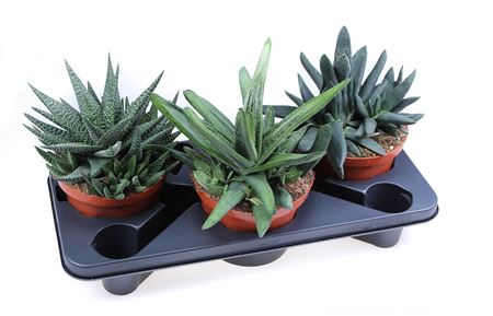 Aloe Haworthia Mix