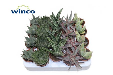 Aloe Mix In Showbox