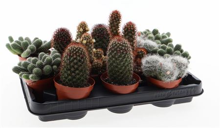 Mammillaria Mix Flowering