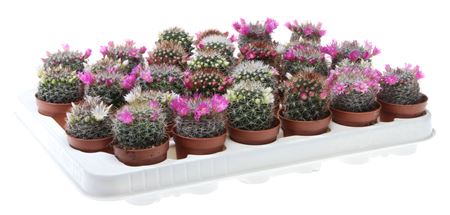 Mammillaria Mix Flowering