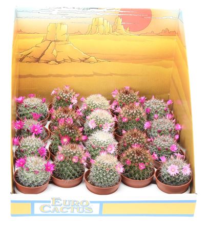 Mammillaria Bloei Mix In Showdoos