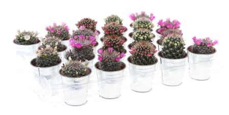 Mammillaria Mix Flowering In Sinkpot