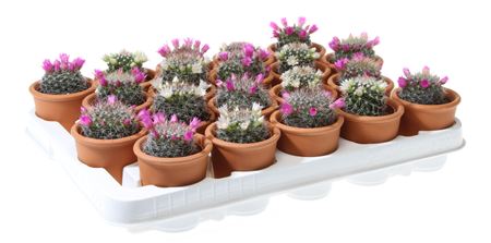 Mammillaria Mix Flowering In Rozenpot